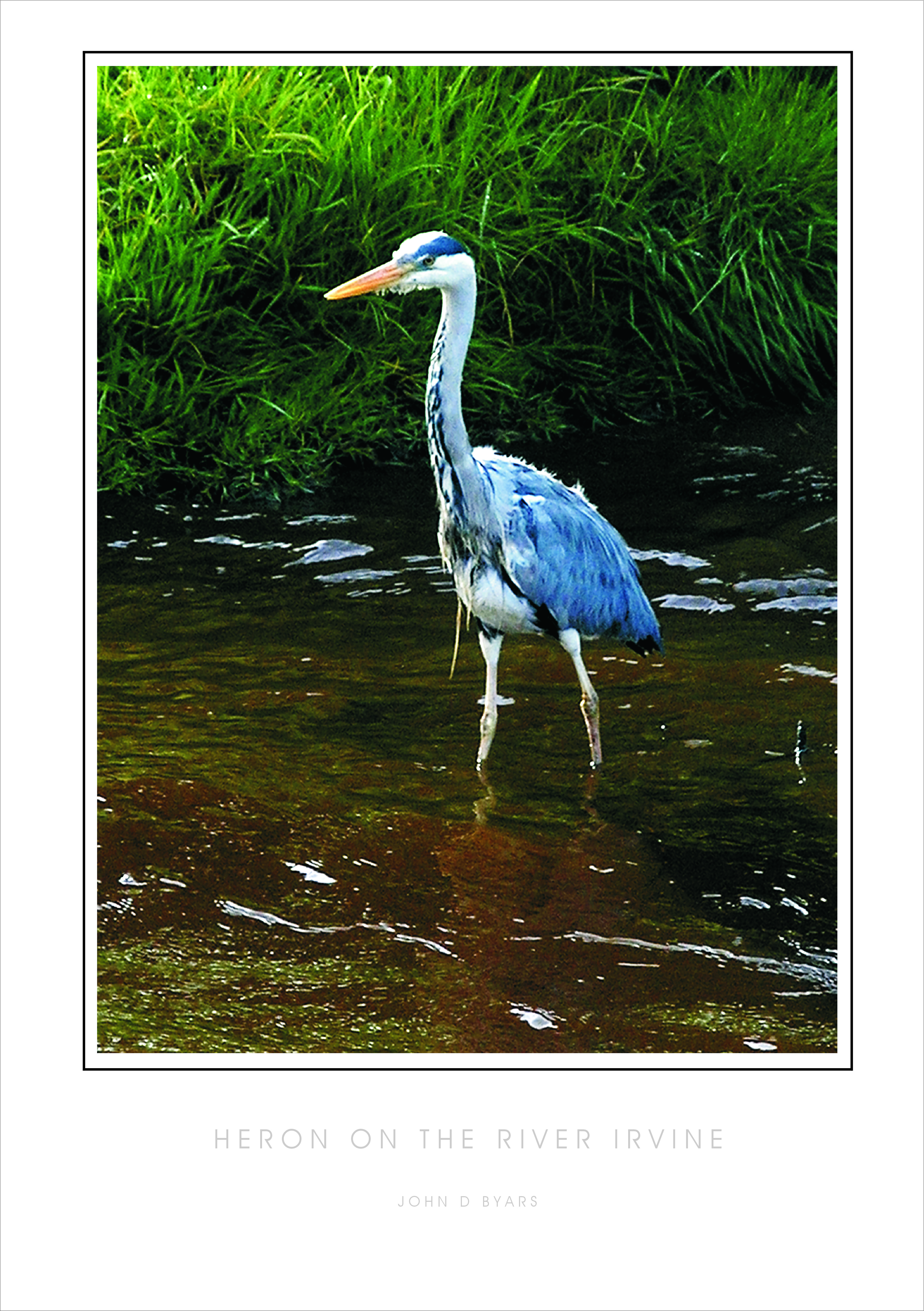 HERON ON THE RIVER IRVINE 2 COLOUR