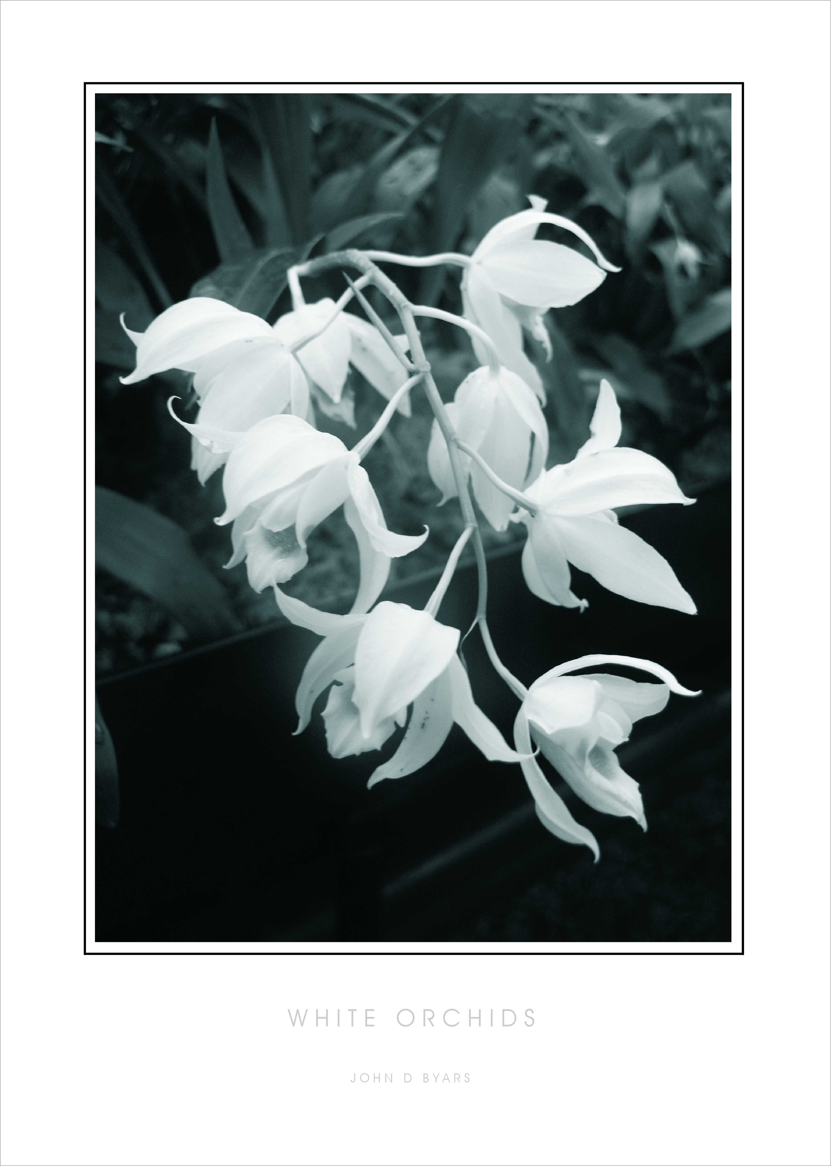 orchid buds b& w