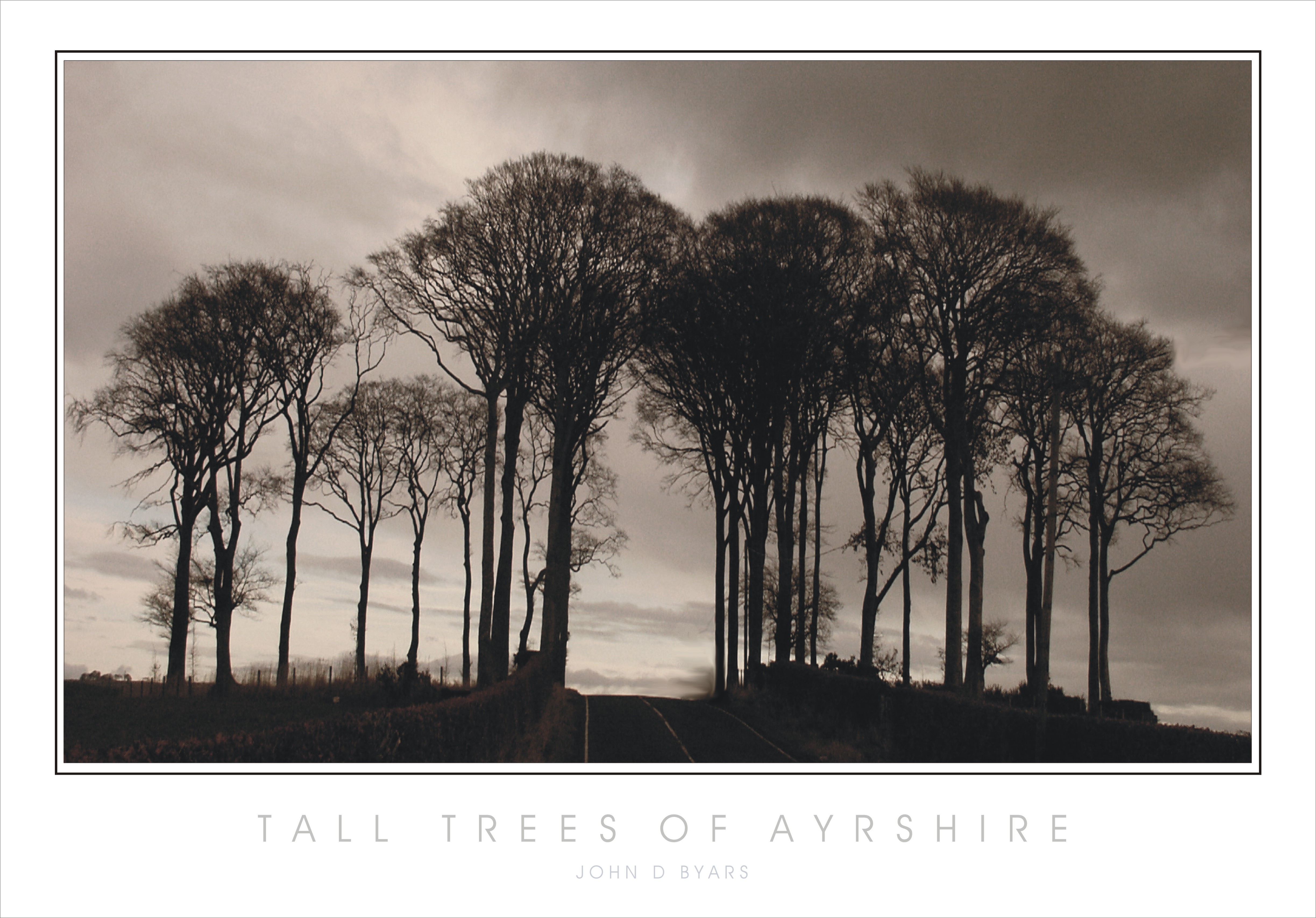tall trees of ayrshire jpeg